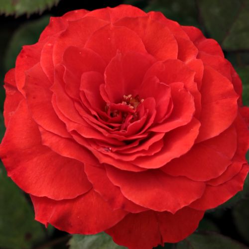 E-commerce, vendita, rose, in, vaso rose floribunde - rosso - Rosa Borsod - rosa non profumata - Márk Gergely - Perfetta per aiuole e anche per siepi ma fa una buon effetto anche se piantata in piccoli gruppi